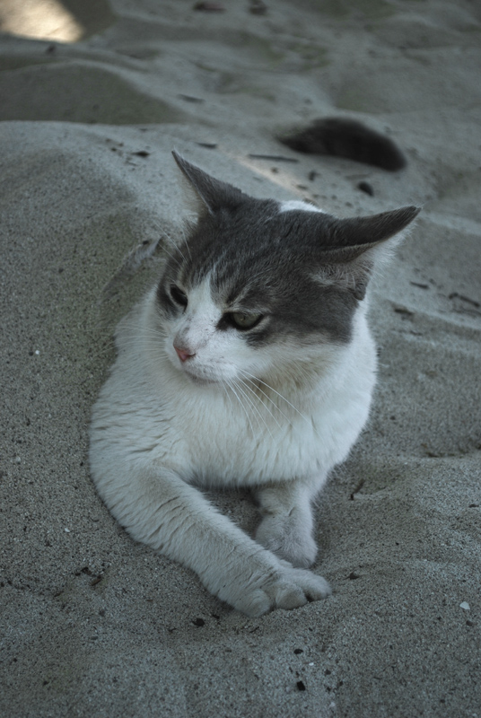 sand-kitteh